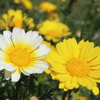 Garland Daisy – Colorful Wildflower Garden Seeds