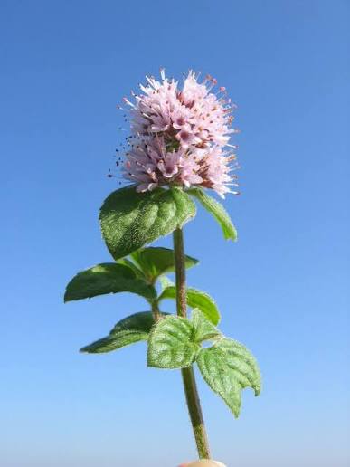 Water Mint perennial herb for container gardening and damp garden borders
