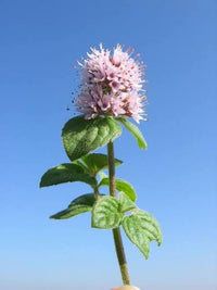 Water Mint perennial herb for container gardening and damp garden borders