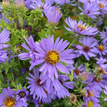 Aromatic Aster Aster oblongifolius flower seeds for native wildflower gardens