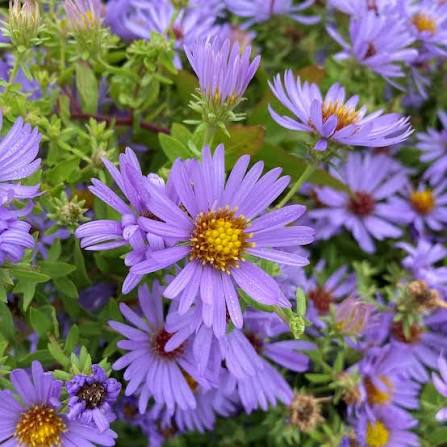 Aromatic Aster Aster oblongifolius flower seeds for native wildflower gardens
