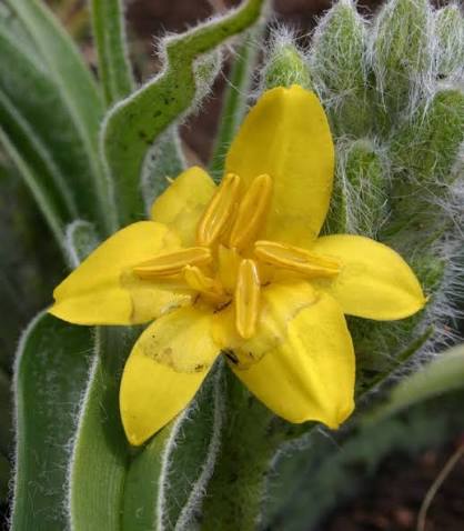 Hypoxis hemerocallidea Seeds – African Star Yellow Flowering Plant