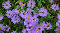 Aromatic Aster perennial wildflower with purple petals and yellow flower centers