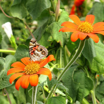 Mexican Sunflower Tithonia rotundifolia with vibrant orange daisy-like flowers, golden-yellow centers, and broad green foliage growing in a sunny annual flower garden