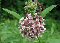 Common Milkweed – Native Wildflower Garden Seeds