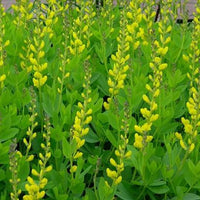 Baptisia tinctoria Seeds – Wild Indigo Flowering Perennial