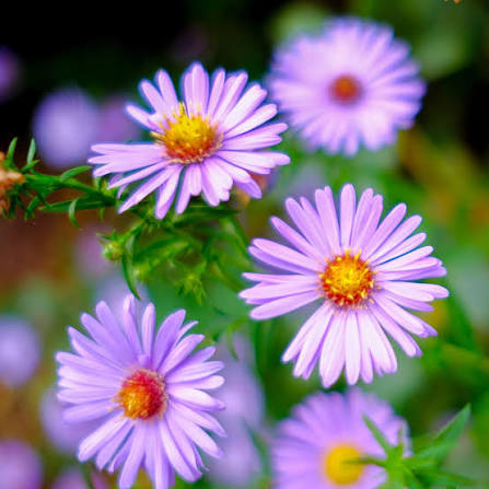 Aromatic Perennial Aster Aster oblongifolius seeds for garden planting