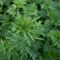 Common Mugwort Herb Garden Seeds Artemisia vulgaris for home garden cultivation