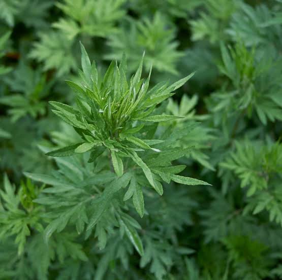 Common Mugwort Herb Garden Seeds Artemisia vulgaris for home garden cultivation