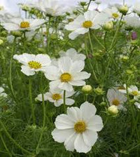 Cosmos Purity Cosmos Bipinnatus – Elegant Garden Flower Seeds