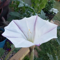 Datura ceratocaula Torna Loco Ornamental Garden Plant Seeds