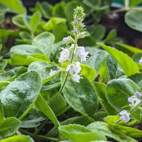 Common Speedwell Organic Seeds