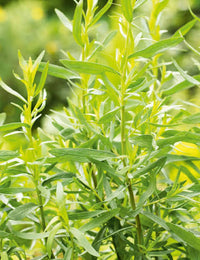 Artemisia dracunculoides Russian Tarragon seeds for home gardens