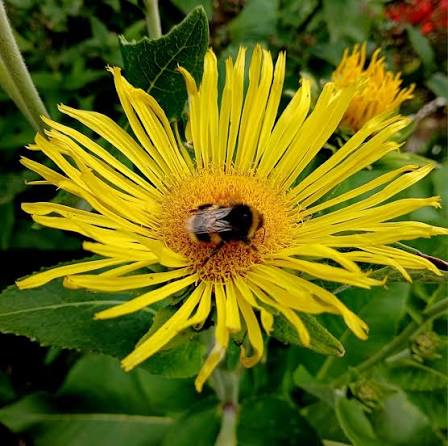 Inula helenium Elecampane mature plant with broad green leaves and yellow daisy-like flowers.