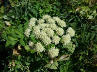 1. Oregon Coast Angelica botanical seeds for gardening and plant enthusiasts