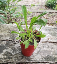 Organic Yellow Dock Rumex crispus Garden Plant Seeds for Herb Gardens and Naturalized Landscapes