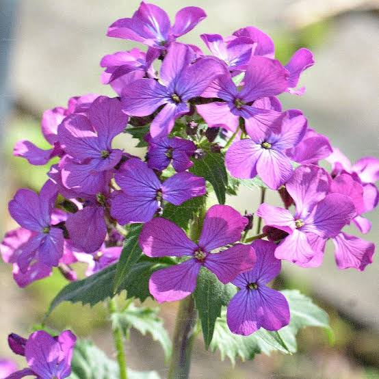 Lunaria biennis Moonwort ornamental flower seeds for garden planting