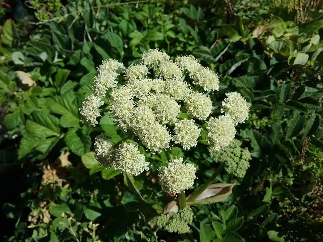 Angelica Hendersonii Oregon Coast Angelica Seeds for Native Plant Gardens, Botanical Collections and Outdoor Landscaping
