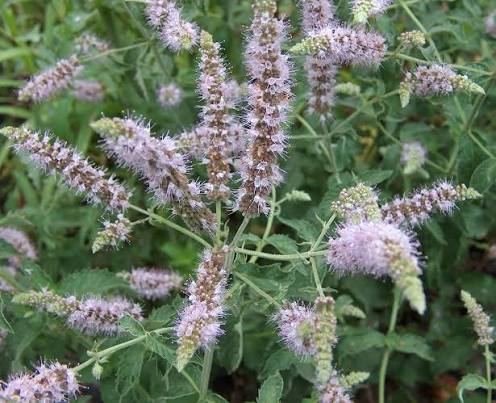 Arabian Mint plant seeds for home herb gardens and container growing