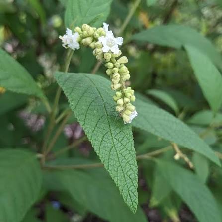 Erva Baleeira Cordia verbenacea botanical seeds for garden planting