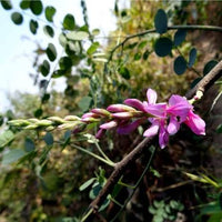 Japanese Pink Indigo flowering plant grown in a garden setting.