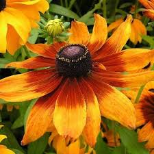 Gloriosa Daisy – Hardy Wildflower Garden Seeds