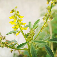 Yellow Melilot Melilotus officinalis Organic Planting Seeds for Flower Gardens and Natural Landscapes