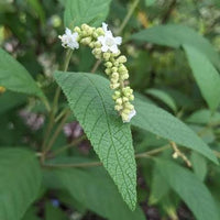 Erva Baleeira Cordia verbenacea shrub with green aromatic leaves