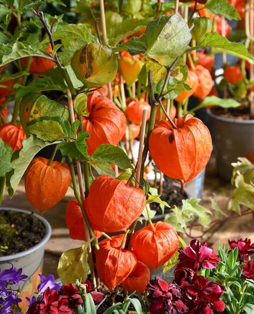 Japanese Lantern plant with distinctive orange lantern-shaped fruit coverings