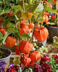 Japanese Lantern plant with distinctive orange lantern-shaped fruit coverings