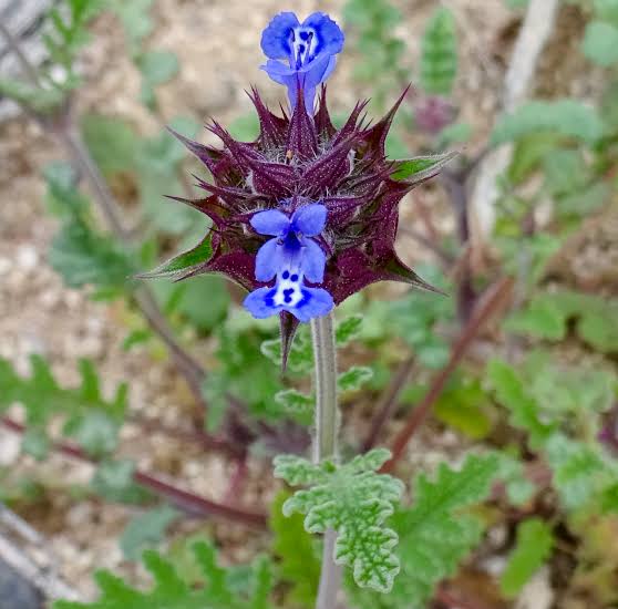 Golden Chia Salvia columbariae plant seeds for garden cultivation