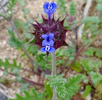 Golden Chia Salvia columbariae plant seeds for garden cultivation