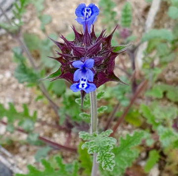 Golden Chia Salvia columbariae plant seeds for garden cultivation