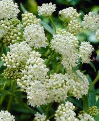 Butterfly Weed White Asclepias Incarnata – Pollinator-Friendly Flower Seeds