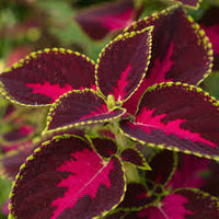 Coleus Solenostemon Scutellarioides – Chocolate Covered Cherry Garden Seeds