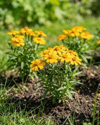 Mexican Tarragon herb seeds for container planting and aromatic garden beds