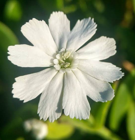 Silene capensis Xhosa Dream Root garden seeds for botanical cultivation
