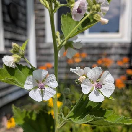 1. Althaea officinalis Marshmallow garden plant for perennial borders and herb gardens.