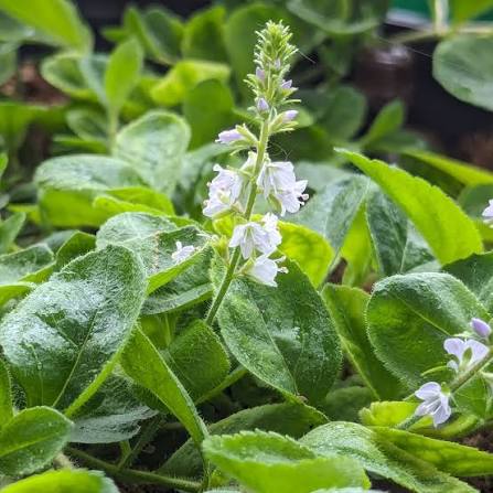 Common Speedwell organic herb seeds for home gardens and natural landscaping