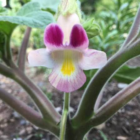Proboscidea parviflora botanical garden planting seeds