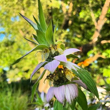 Monarda punctata Yellow Dotted Mint garden seeds for planting