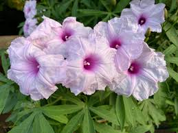 Caudiciform Morning Glory – Garden Flower Seeds