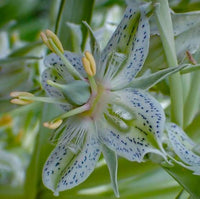 Frasera speciosa Monument Plant seeds for cultivating a distinctive perennial North American wildflower.