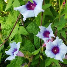 Kikyo Blue Silk – Garden Flower Seeds