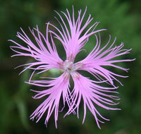 Dianthus superbus perennial flowering plant with slender foliage in a garden setting