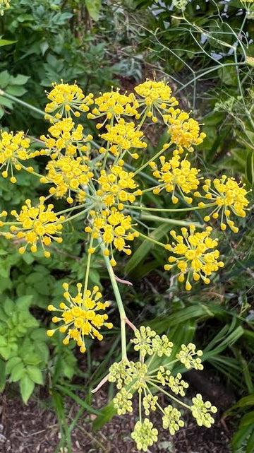 Organic Common Fennel (Foeniculum vulgare) culinary herb plant featuring delicate feathery green foliage, upright branching stems, and clusters of small yellow flowers in a sunny herb garden.