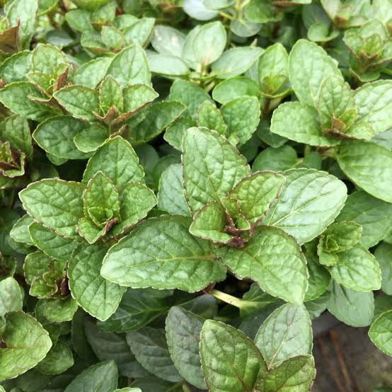 Mentha piperita peppermint seeds for garden beds and container planting
