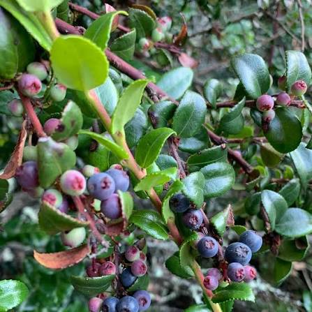 Vaccinium ovatum Blue Evergreen Huckleberry fruit shrub with glossy dark green leaves, copper-colored new growth, pinkish-white flowers, and dark blue-black berries