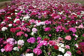 Sweet William Dianthus Barbatus – Vibrant Garden Flower Seeds