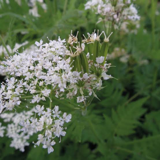 Myrrhis odorata Sweet Cicely Herb Seeds for Culinary and Botanical Gardens
